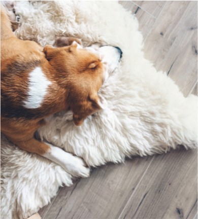 Dog rug on hardwood flooring | Alfieri Floor Experts